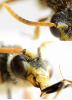 227877 – Photo : Nicolas Baudet – France (77)